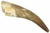Fossil Plesiosaur (Zarafasaura) Tooth - Morocco #296381-1